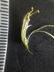 Parkinsonia aculeata