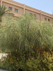 Parkinsonia aculeata