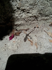 Hemidactylus frenatus