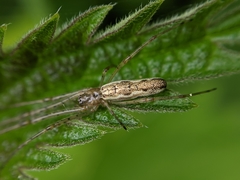 Tetragnatha