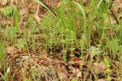 Cruciata glabra krylovii