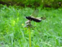 Libelloides ustulatus