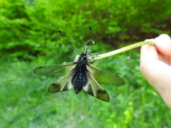 Libelloides ustulatus