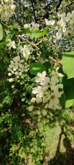 Prunus padus