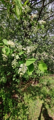 Prunus padus