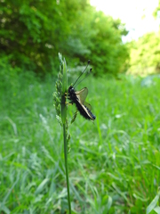 Libelloides ustulatus