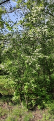 Prunus padus