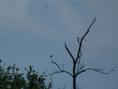 Psilopogon haemacephalus