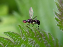 Nemopoda nitidula