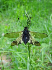 Libelloides ustulatus