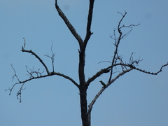 Psilopogon haemacephalus