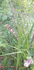 Melica nutans