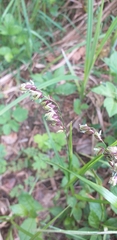 Melica nutans