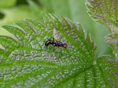 Nemopoda nitidula