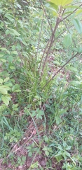 Melica nutans