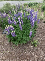 Lupinus