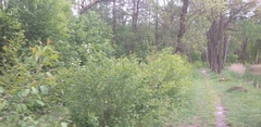Melica nutans