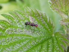 Nemopoda nitidula