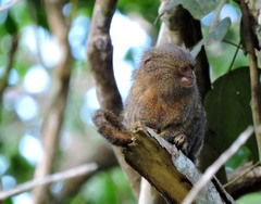 Cebuella pygmaea