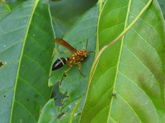 Agelaia constructor