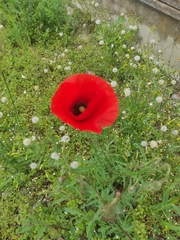 Papaver rhoeas