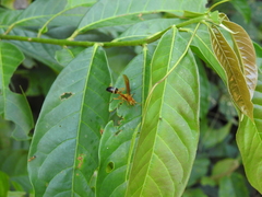 Agelaia constructor