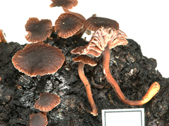 Gymnopus hakaroa