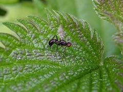 Nemopoda nitidula