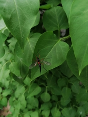 Tanyptera