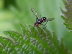 Nemopoda nitidula