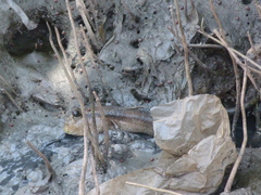 Periophthalmodon schlosseri