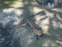 Periophthalmodon schlosseri