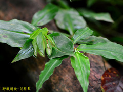 Commelineae