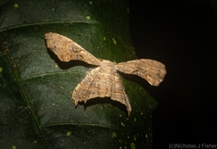 Epiplema quadristrigata