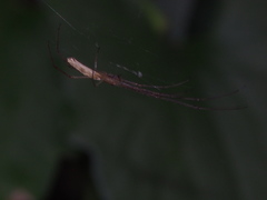 Tetragnatha mandibulata