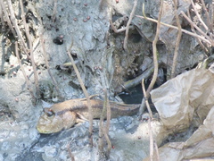 Periophthalmodon schlosseri