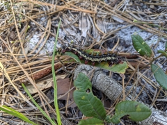 Hemileuca maia