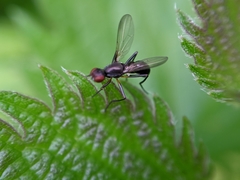 Nemopoda nitidula