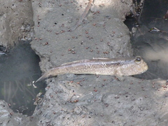 Periophthalmodon schlosseri