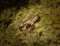 Megalota uncimacula