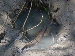 Periophthalmodon schlosseri