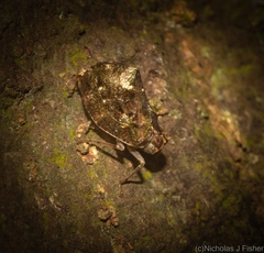 Cotylana angustifrons