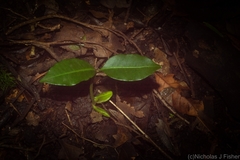 Anthocarapa nitidula