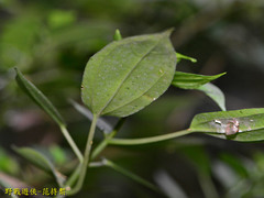 Pilea plataniflora