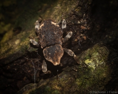 Poropterus bisignatus