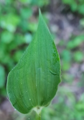 Dichanthelium latifolium