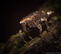 Poropterus bisignatus