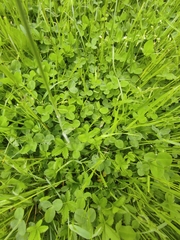 Trifolium repens