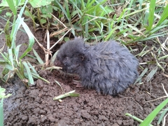 Tachyoryctes splendens