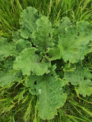 Arctium lappa
